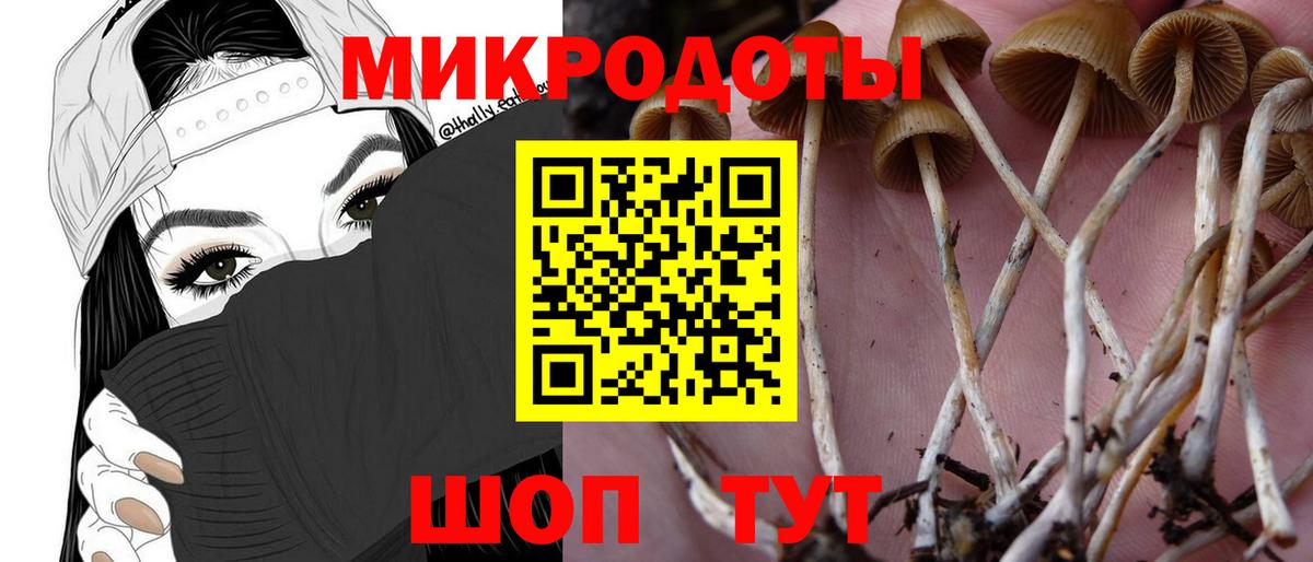 Галлюциногенные грибы Psilocybe Тула